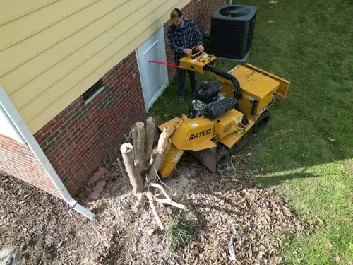 Arbor Grind’s services are second to none. Our lot needed eight trees pruned and had to remove nine tree stumps