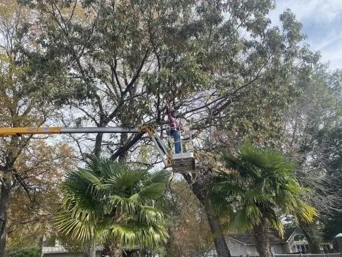 James provided top notch service while taking down a dead tree in my yard