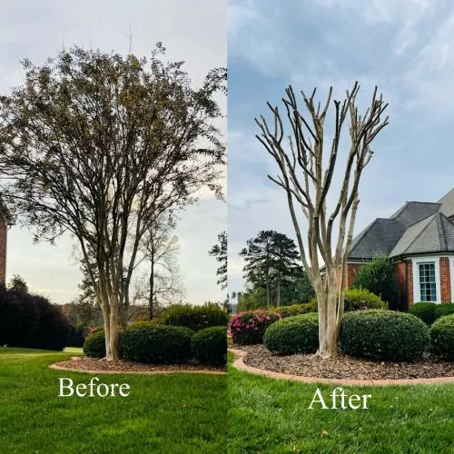 Great job very professional. I recommend triple A tree service