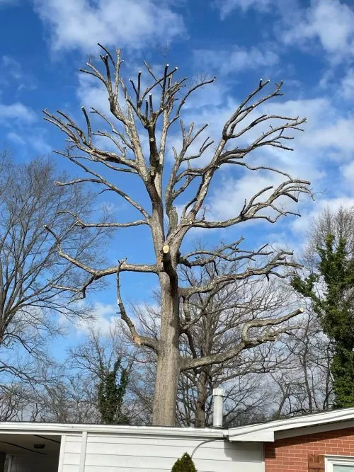 a very reasonable estimate for tree removal. They were on time, friendly did great work and clean up