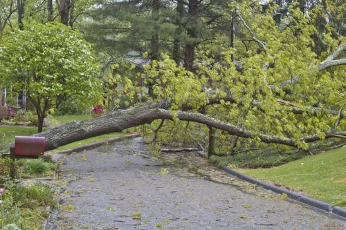  alt='Our neighbor used Top Notch and recommended them. Rob and his crew were wonderful! They made quick work of our dead tree'