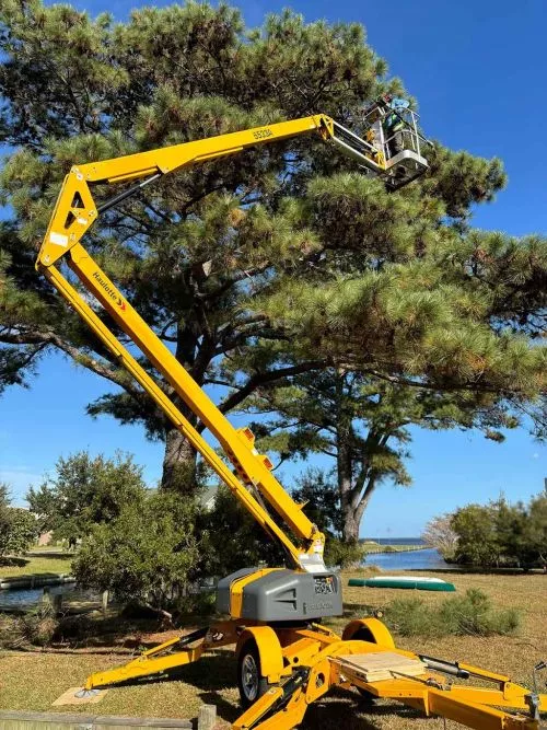 Recently, I contacted Vertical Reference about a tree in my front yard that I was trying to decide on trimming or full