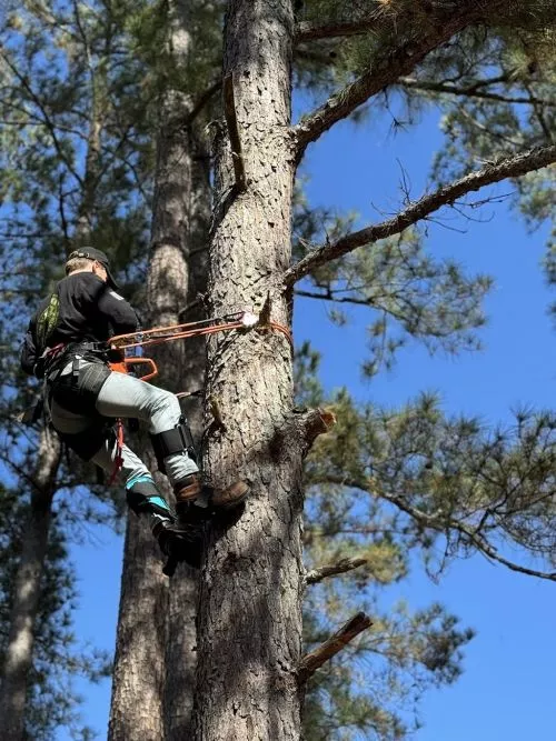 Excellent business man. Very kind and hardworking. Thank you so much for removing all my old trees!