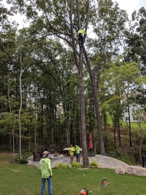 I highly recommend Amigo Tree Service. They removed eight trees from my property in very tight conditions with one triple