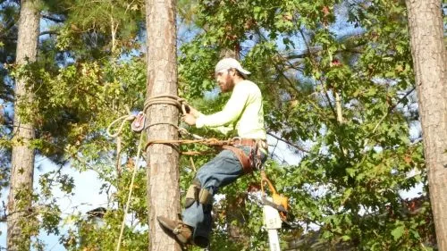 Roberto and his crew made quick work of getting rid of a stump for me