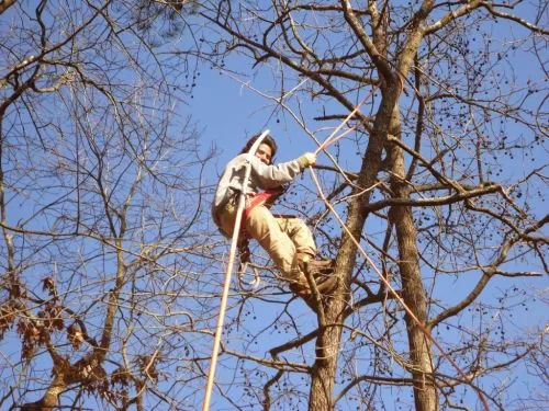 We had Amigo Tree Service take down and remove a dead 85-foot oak tree that was right next to our neighbor"s fence