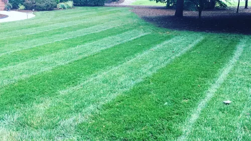 Tobby’s Lawn Care came out to my son‘s house in Wake Forest last week to help with his leaves and debris removal for fall