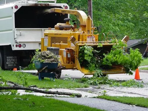 Elvie and his team at Jackson Tree Removal Services went above and beyond my expectations