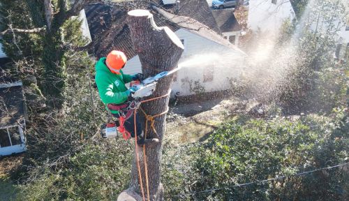  alt='I hired All green tree care for tree trimming and removal, and they did an amazing job'