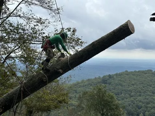 Super Fast & Easy. Needed a tree removed, and All green tree care got it done in no time