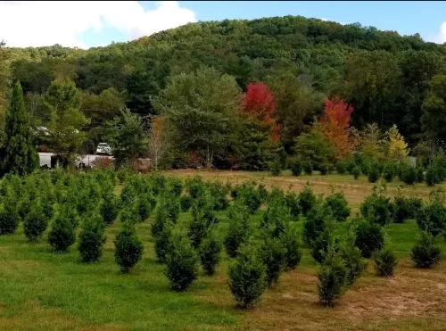 Jones Gap Tree Farm is a hidden gem of a place. I had heard from friends that they had quality trees and some of the best