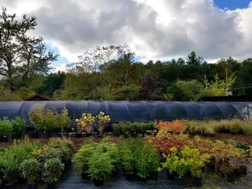 This is the best local tree farm & nursery center around! Mr Jones is a 4th generation tree farmer with years of knowledge