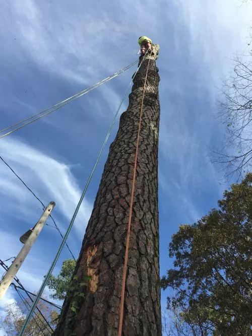 I recently hired Arborex Tree Service for tree removal, and I am beyond impressed with their work