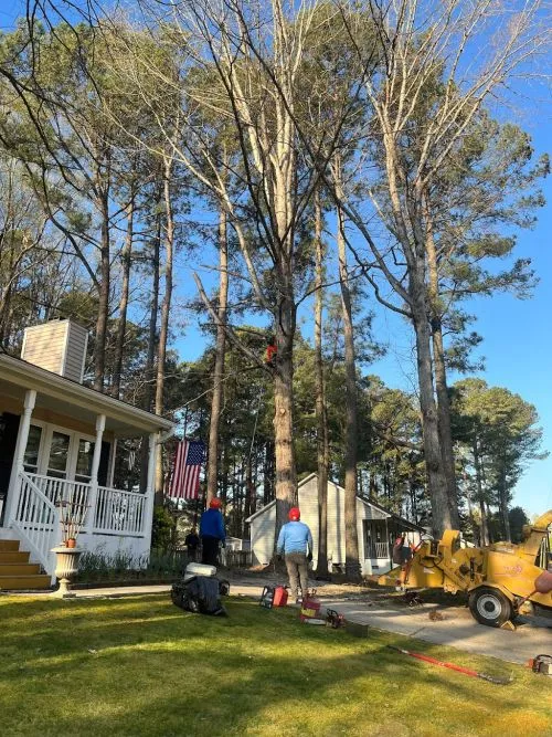 Fredin Tree Service is AMAZING! These guys are like a fine tuned precision team