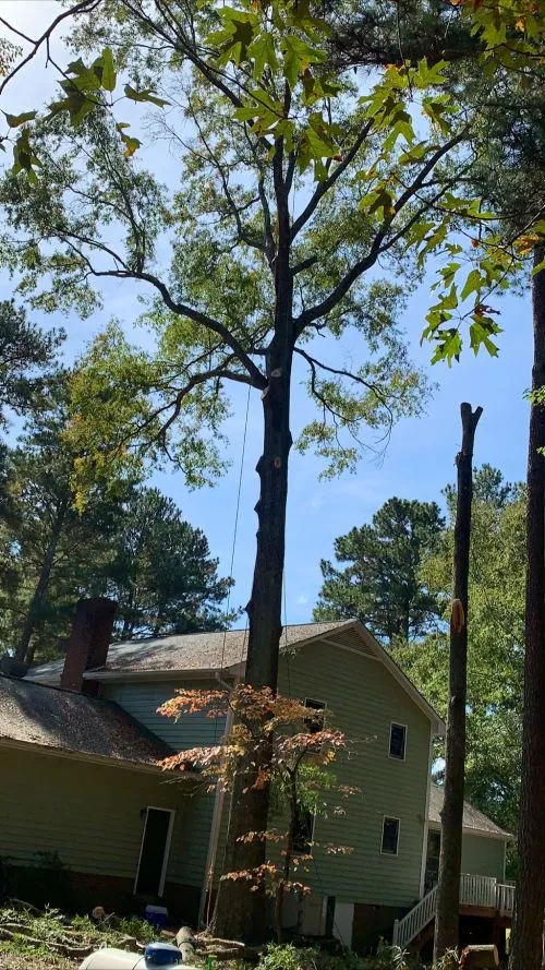 I reside in N. Raleigh. Vasquez Tree Service took down a 55’ red oak tree for me and grinded down the stump