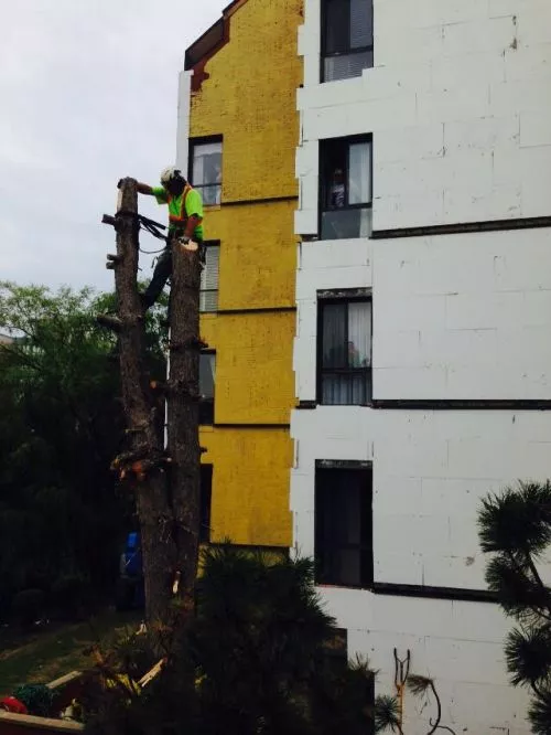 They are the best people to work with. I called and they came. Gave me an excellent quote to remove two trees, one had