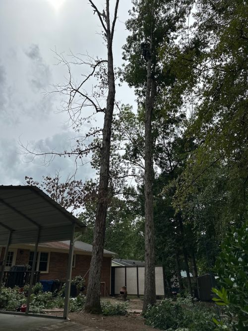  alt='We had a very tall pine tree leaning badly toward the power line, in our congested back yard'