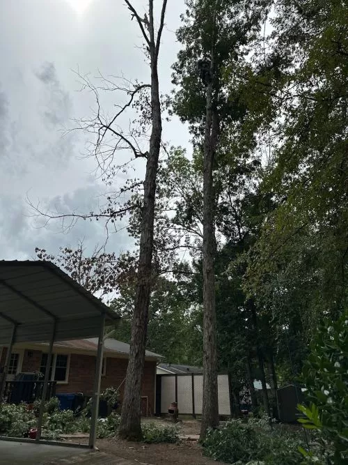 We had a great experience with E & C tree service. Reasonable pricing, professionalism, and quality work. Highly recommend!