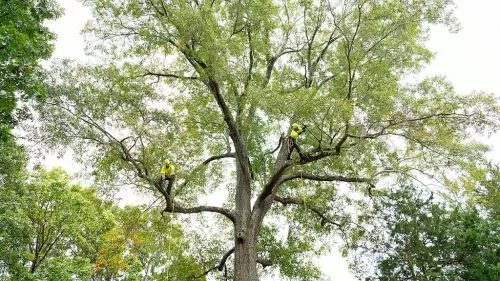 Repeat customers over several years-with tricky trees on fences