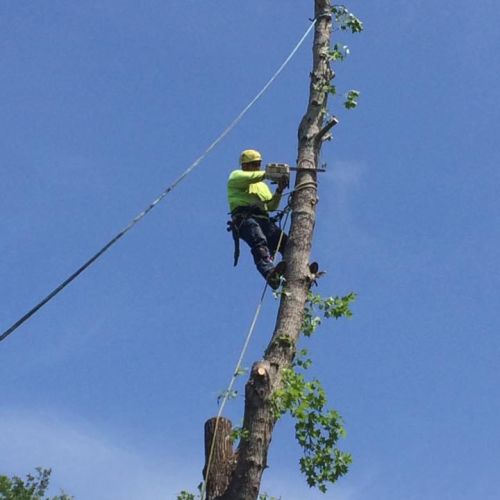  alt='Jose and his team did an excellent job cutting down three trees within 24 hrs of request'