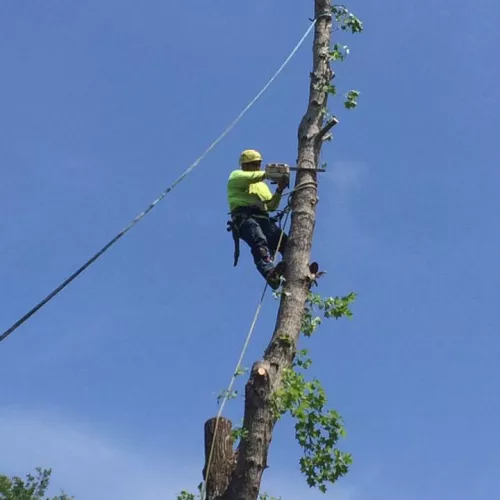 Jose and his team did an excellent job cutting down three trees within 24 hrs of request