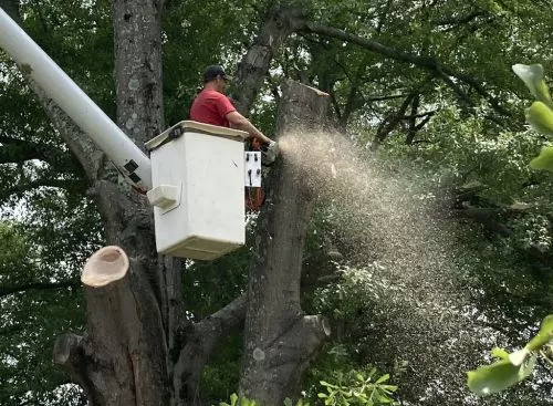 I recently hired Penny’s Tree Service for tree trimming in my yard, and I couldn"t be more satisfied with their service