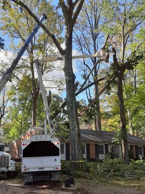 Rob is just best. The huge tree was in a precarious situation on the house and it took two cranes