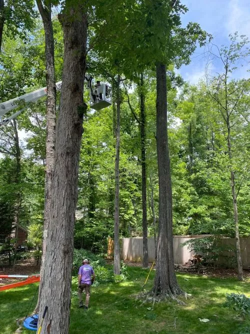 Matt and his team helped us remove GIANT trees from our yard. Watching his crew work was fascinating