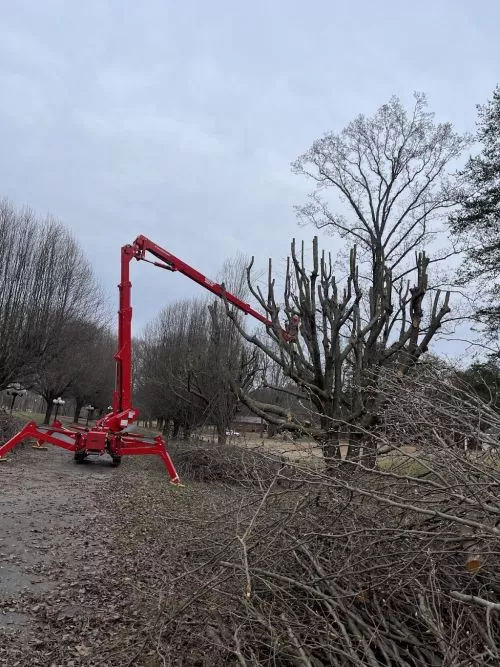 We had 5 trees (four 60-70 foot pine, and an Oak that was also as tall) cut in our yard and got a lot debris cleared (May