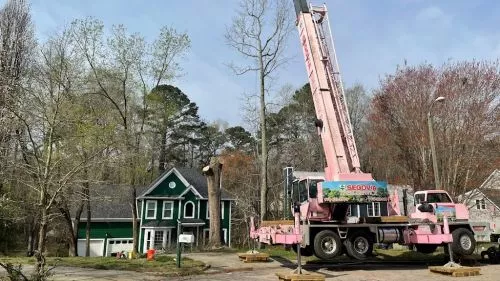 We were really satisfied with Segovia Tree Service, after 8 hours of intense work, this team of hard working men left our