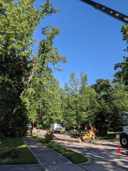 This the second time we have used Lineberger"s Tree Service. The primary work this time was a very large oak tree removal