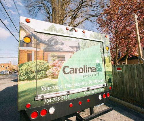  alt='When contacted Carolina Tree, I was concerned about the health of my trees and worried some would need to cut down'