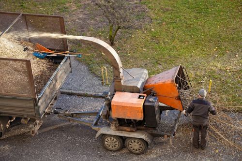  alt='They did a great job at removing my tree on a very busy street and with power lines in the way and cleaned up so good didnt'