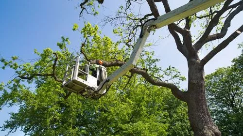 They did a great job at removing my tree on a very busy street and with power lines in the way and cleaned up so good didnt