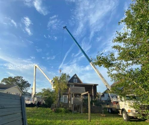  alt='This is the most professional, skilled tree removal team I have ever worked with'