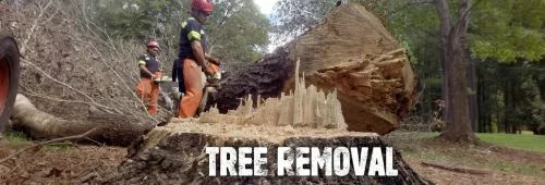 This is the most professional, skilled tree removal team I have ever worked with