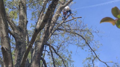  alt='Did a great job with some very difficult tree removal near the house. Clean up with great'