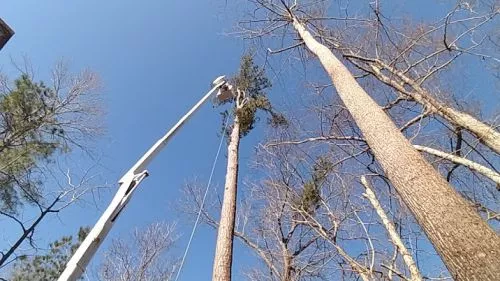 We had 4 trees cut down that needed a crane for removal! They started job sooner than expected and while the crane had an