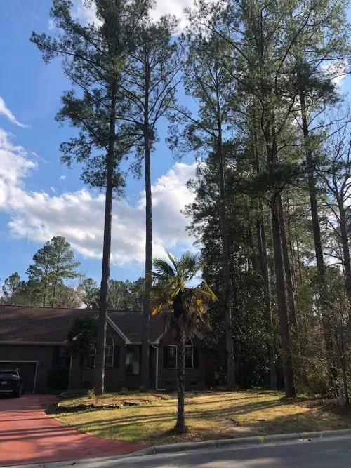 Anthony removed several trees from my property. I positively cannot praise him enough for the job he did