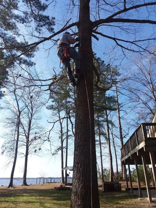 Rex from Coastal Carolina Tree Service and his crew did an outstanding job removing 4 huge trees out of my yard and