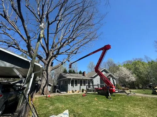 Limbwalkers, as usual, did an excellent job removing several trees from my property