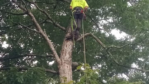  alt='James and his guys did a great job cutting 4 trees down for me! Two of them were right next to my house and one was covered'