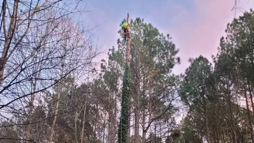 I HAVE had Ron take down two very large trees over 50 ft, on my rental properties in Charlotte in the last two years. 