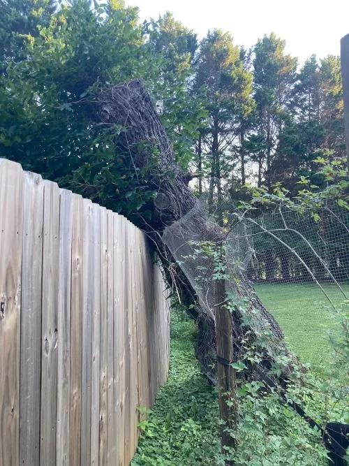 My husband and I were extremely impressed with Foothills Tree Maintenance