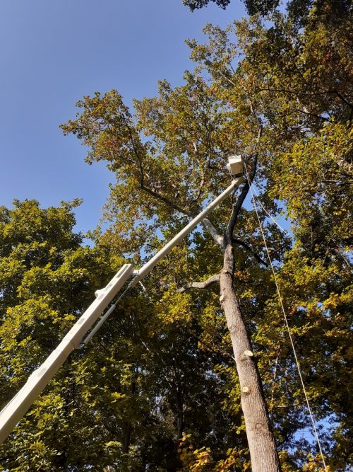  alt='Absolute professionals! Great estimate. Addressed things that only an arborist would know but explained in simple terms to'