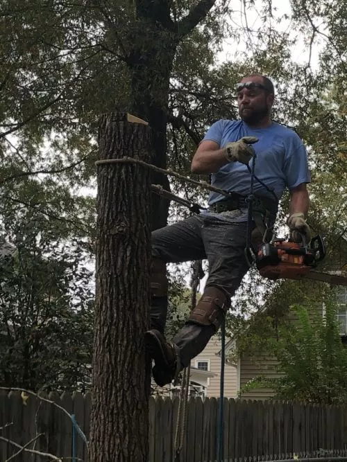 7/11/2024. They came out and cut down three trees and grinded the stumps and trimmed 4 other trees