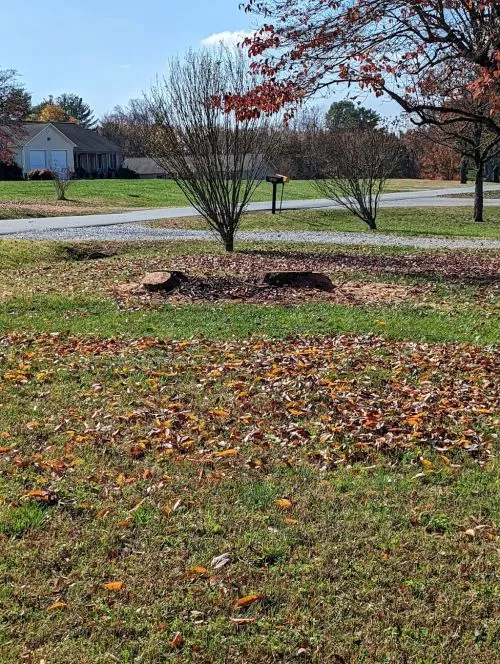 We were searching for a reputable tree removal service in our area to remove two dead trees in our back yard, plus grind