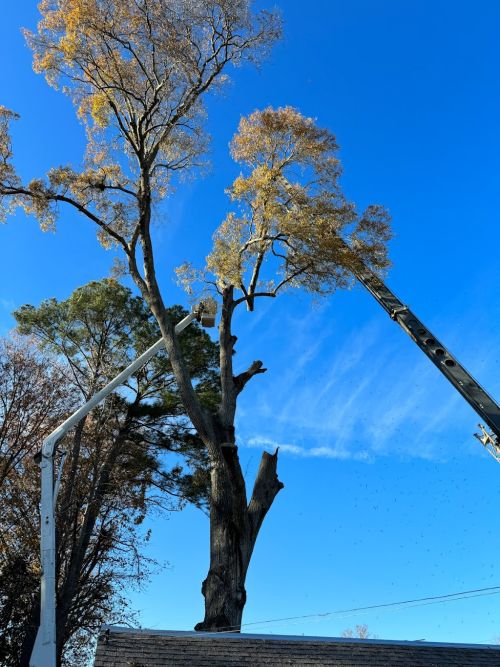  alt='Tolers tree service employees are hard working professionals and on time for your tree removal appointment'