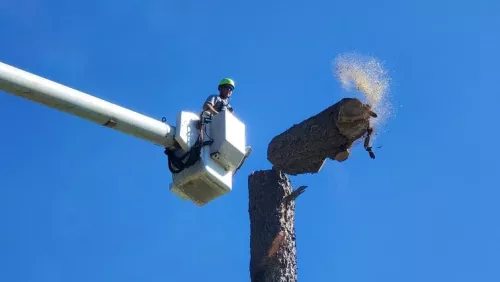 Tolers tree service employees are hard working professionals and on time for your tree removal appointment