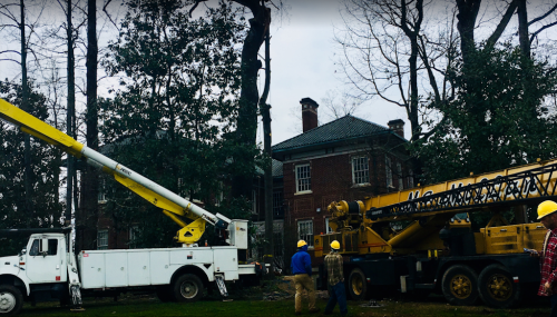  alt='Great tree guys! On time and work hard. Good clean up. They took down several trees for us a few years ago and when I had'